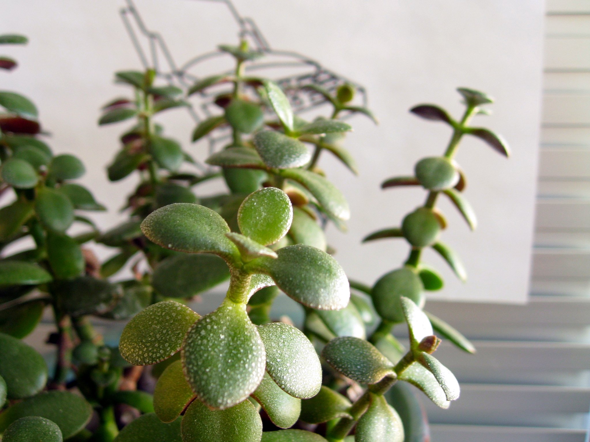 jade plant